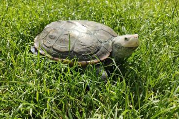 Turtles and Tortoises kaufen und verkaufen Photo: Malaclemys, Hamiltonis Adult