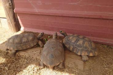 Turtles and Tortoises kaufen und verkaufen Photo: Quelonoidis denticulata male and female hamm september