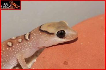 Echsen kaufen und verkaufen Foto: Houten show june 1 available lizards Echsen kaufen und verkaufen Foto: Houten show june 1 available lizards