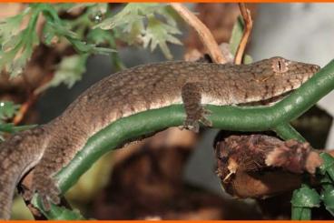 Lizards kaufen und verkaufen Photo: Available lizards for Houten show june1 Lizards kaufen und verkaufen Photo: Available lizards for Houten show june1