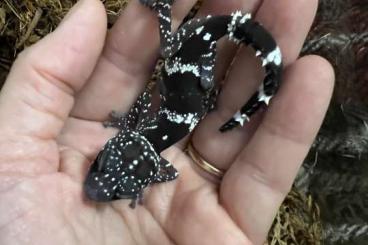Echsen kaufen und verkaufen Photo: Hamm show september 13 availibility lizards Echsen kaufen und verkaufen Photo: Hamm show september 13 availibility lizards