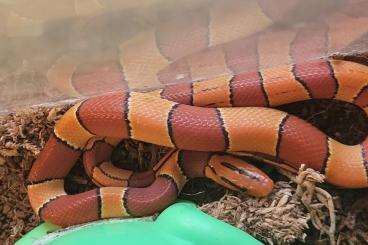 Schlangen kaufen und verkaufen Foto: Bambusnattern / Bamboo rat snakes 