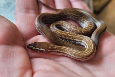 Schlangen kaufen und verkaufen Foto: African House Snakes / afrikanische Hausschlangen