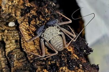 Spinnen und Skorpione kaufen und verkaufen Foto: Phrynus hispaniolae ENZ 06/24