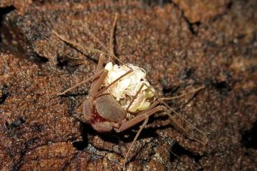 Spiders and Scorpions kaufen und verkaufen Photo: Geißelspinnen (Charinus acosta, Euphrynichus bacillifer, Damon medius)