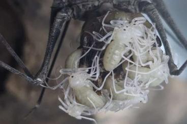 Spinnen und Skorpione kaufen und verkaufen Foto: Euphrynichus bacillifer - Geißelspinne