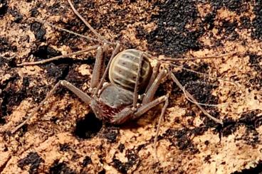 Spinnen und Skorpione kaufen und verkaufen Foto: Charinus acosta (Zwerg-Geißelspinne)