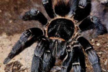 Spinnen und Skorpione kaufen und verkaufen Foto: G.roseas, Xenesthis spec bright, Plesiopelma spec