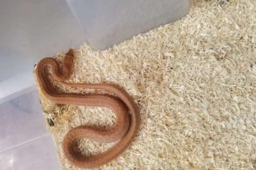 Snakes kaufen und verkaufen Photo: Boaedons group - 22 snakes