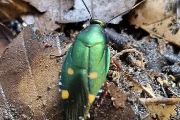 Insekten kaufen und verkaufen Foto: cockroach and milliped - HAMM 14.09