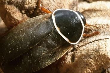 Insects kaufen und verkaufen Photo: Divers cockroaches, cubaris...