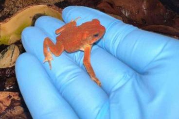 Frösche  kaufen und verkaufen Foto: Ingerophrynus parvus (parvus toad) tadpoles 