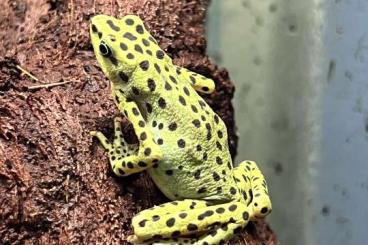 Frösche  kaufen und verkaufen Foto: Atelopus Balios (Rio Pescado stubfoot Toad)