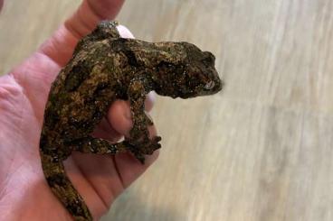Geckos kaufen und verkaufen Photo: M. Chahoua Pine Island Juschka line DNZ 23 Geckos kaufen und verkaufen Photo: M. Chahoua Pine Island Juschka line DNZ 23