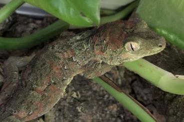 Geckos kaufen und verkaufen Photo: 1,1 Mniarogekko chahoua (NZ 2021) - eierlegend; 0,0,2 NZ 06/2024