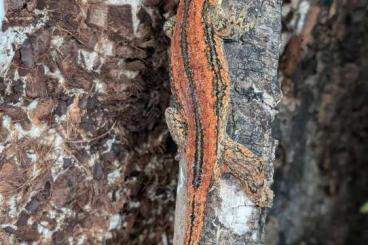 Geckos kaufen und verkaufen Foto: 2,2,5 Rhacodactylus auriculatus 