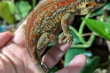 Geckos kaufen und verkaufen Photo: 2,2 Rhacodactylus auriculatus 