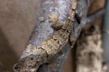 Geckos kaufen und verkaufen Foto: 0,0,2 Mniarogekko chahoua ENZ 06/2024