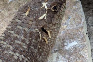 Skinks kaufen und verkaufen Photo: 2,0 Egernia stokesii (adult)