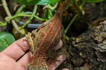 Geckos kaufen und verkaufen Foto: 1,0 Rhacodactylus auriculatus (NZ 2021), 60 Euro, rot/orange gefärbt