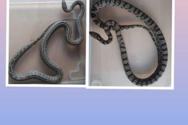 Snakes kaufen und verkaufen Photo: Pantherophis guttatus Shatter Tessera / Kornnatter 