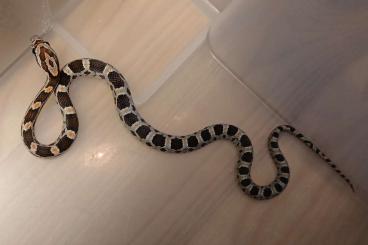 Snakes kaufen und verkaufen Photo: Kornnatter Pantherophis guttatus Nachzuchten 