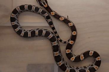 Snakes kaufen und verkaufen Photo: Kornnatter Pantherophis guttatus Nachzuchten 