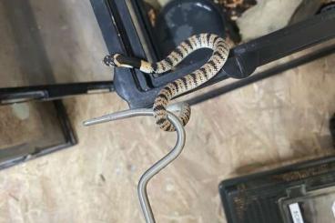 Venomous snakes kaufen und verkaufen Photo: 1.1 Aspidelaps lubricus cowlesi