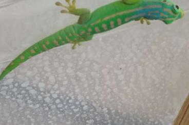 Echsen  kaufen und verkaufen Foto: Phelsuma für Hamm am. 9.9.2022