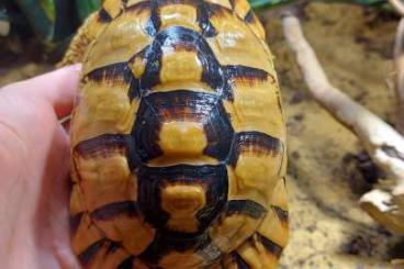 Tortoises kaufen und verkaufen Photo: Offering Testudo kleinmanni 1.2 