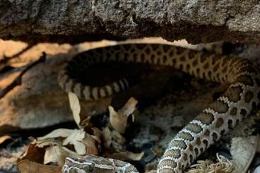 Venomous snakes kaufen und verkaufen Photo: 1.1 Crotalus lutosus ÖNZ 2020