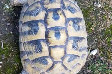 Landschildkröten kaufen und verkaufen Foto: 2 Weibchen Testudo hermanni