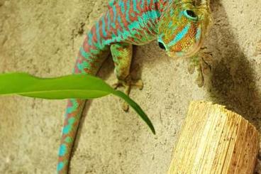 Lizards kaufen und verkaufen Photo: Verschiedene Phelsuma | P. guimbeaui, P. borbonica, P. standingi 