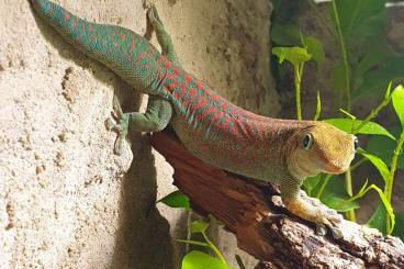 Geckos kaufen und verkaufen Photo: Verschiedene Phelsuma | P. guimbeaui, P. borbonica, P. standingi 