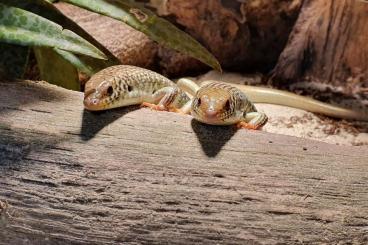 Lizards kaufen und verkaufen Photo: Chalcides + Anguis fragilis