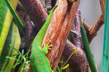 Echsen  kaufen und verkaufen Foto: Verschiedene Phelsuma | Different Phelsuma 