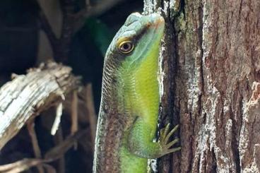 Echsen  kaufen und verkaufen Foto: Dasia olivacea - Olivfarbener Baumskink - olive tree skink