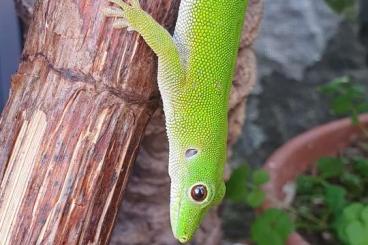 Geckos kaufen und verkaufen Photo: Phelsuma parkeri | Pemba Taggecko