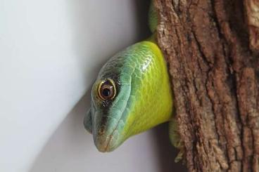 Skinke kaufen und verkaufen Foto: Dasia olivacea - Olivfarbener Baumskink - olive tree skink