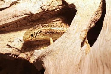 Skinke kaufen und verkaufen Foto: Chalcides o. ocellatus | Walzenskink