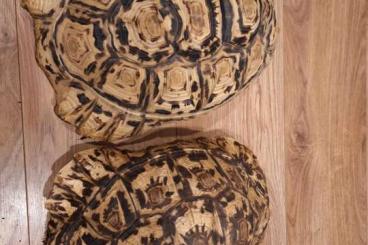 Tortoises kaufen und verkaufen Photo: 0.2 stigmochelys pardalis babcocki