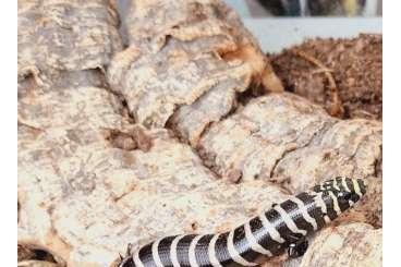 Lizards kaufen und verkaufen Photo: Ich suche diese Arten for Hamm 