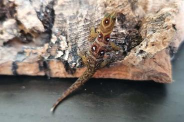 Geckos kaufen und verkaufen Foto: Hamm, phelsuma, Gonatodes 