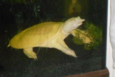 Schildkröten  kaufen und verkaufen Foto: 1,1 Albino Pelodiscus sinensis