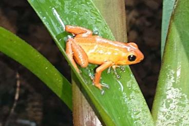 Poison dart frogs kaufen und verkaufen Photo: Oophaga pumilio El Dorado