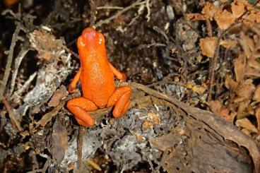 Pfeilgiftfrösche kaufen und verkaufen Foto: Oophaga pumilio El Dorado 