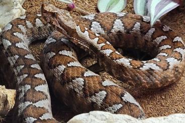 Giftschlangen kaufen und verkaufen Foto: Venomous snakes, crotalus & vipera