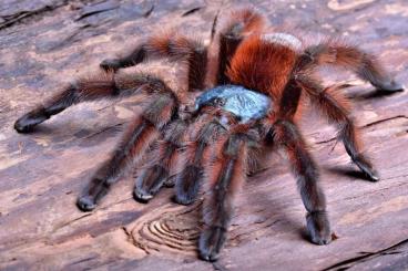 - bird spiders kaufen und verkaufen Photo: Females/Weibchen for Weinstadt fair at OCT 12.