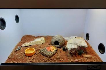 Geckos kaufen und verkaufen Photo: stenodactylus Sthenodactylus 3.1 mit Terrarium