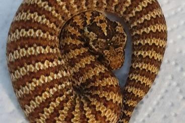 Venomous snakes kaufen und verkaufen Photo: Acanthophis rugosus woolfi